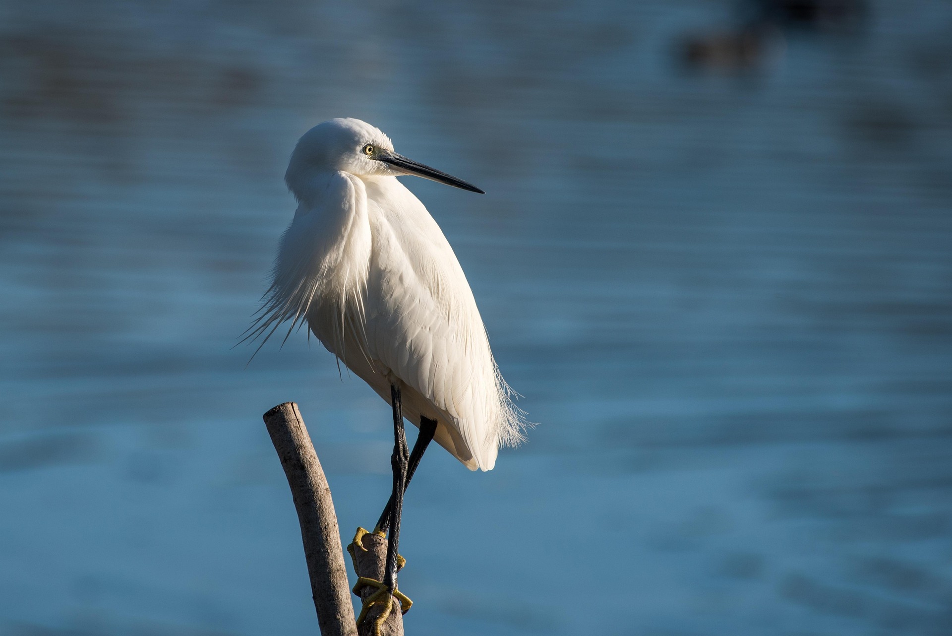 Avistamiento de aves en el Delta del Ebro: flamencos, garzas y más de 300 especies